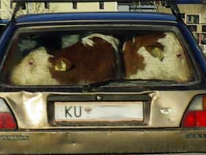 Kühe in VW Golf